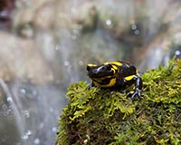 Feuersalamander - Zum Vergroessern klicken!